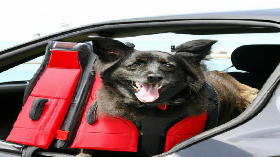 Jak przewozić psa w samochodzie?