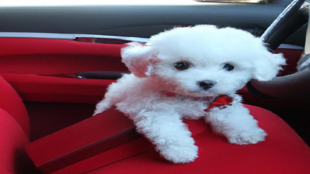Jak przewozić szczeniaka w samochodzie?